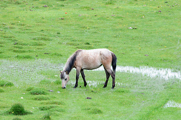 Image showing Horse eating grass