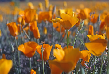 Image showing California Poppy