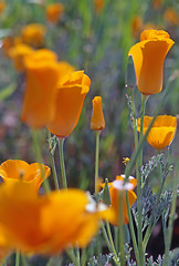 Image showing California Poppy