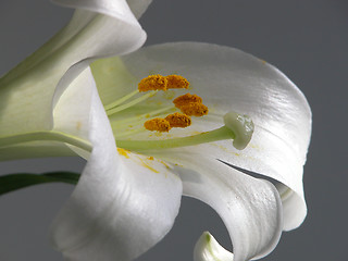 Image showing Easter Lily Macro