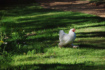 Image showing Chicken with white plumage