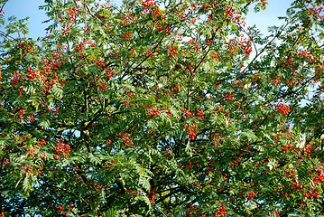Image showing Mountain ash laden with berries
