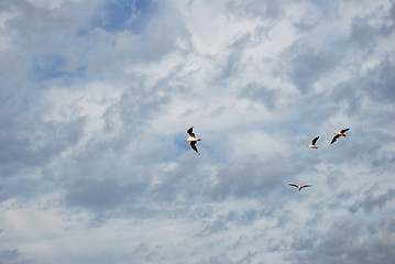 Image showing Gulls fly against a stormy sky