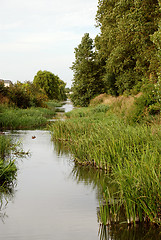 Image showing Brook lined with reeds 