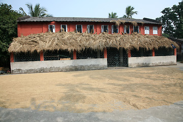 Image showing Harvested rice being dried.
