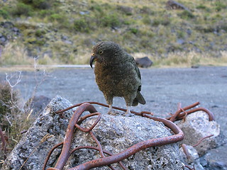 Image showing Kea