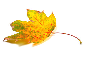 Image showing Dry autumn maple-leaf on white background