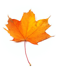 Image showing Autumn yellow maple leaf