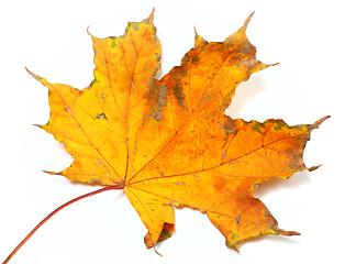 Image showing Autumn yellowed maple leaf isolated on white background