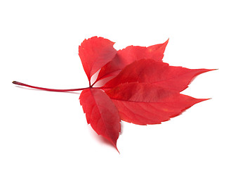 Image showing Red autumn virginia creeper leave