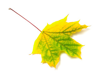 Image showing Autumn maple-leaf