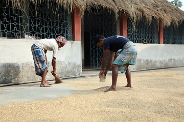 Image showing Agricultural workers drying rice after harvest in Kumrokhali, West Bengal, India.