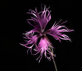 Image showing Dianthus superbus