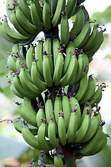 Image showing Banana plant with ripe bananas