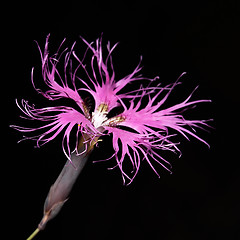 Image showing Dianthus superbus