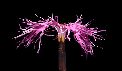 Image showing Dianthus superbus