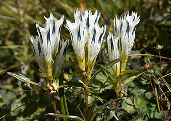 Image showing Gentiana algida