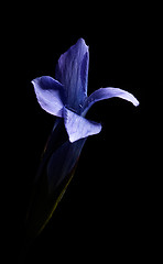 Image showing Gentiana barbata