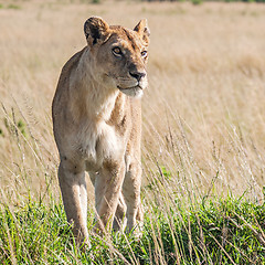 Image showing Lioness (Panthera Leo)