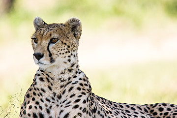 Image showing Cheetah Portrait