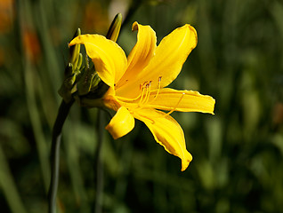 Image showing Yellow Lilium flower