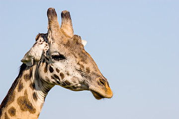 Image showing Giraffe Close Up