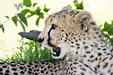 Image showing Cheetah Portrait