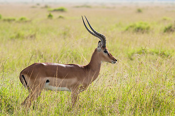 Image showing Impala in the Savannah