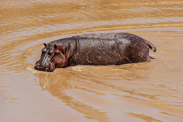 Image showing Hippo