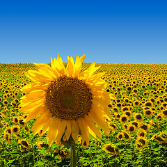 Image showing Big Sunflower on Sunflower Field