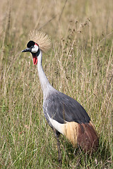 Image showing Crowned Crane in the African Savannah