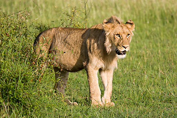 Image showing Young Lion in the Savannah