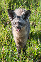 Image showing Bat Eared Fox