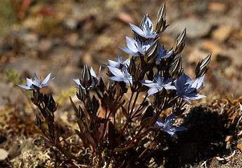 Image showing Lomatogonium  carinthiacum