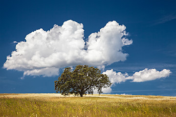 Image showing Tree in Field