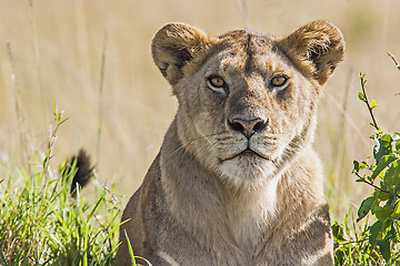 Image showing Lioness (Panthera Leo)