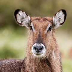 Image showing Female Waterbuck Close Up