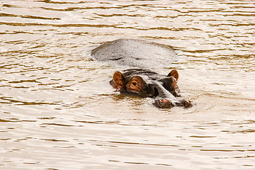 Image showing Hippo