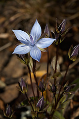 Image showing Lomatogonium  carinthiacum