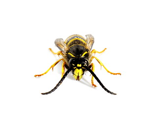 Image showing wasp