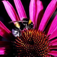 Image showing Bumblebee on pink flower