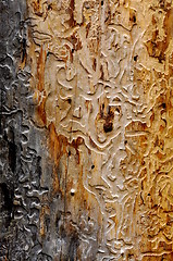 Image showing Tracks from bark beetle on a tree