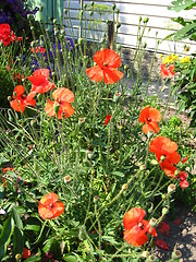 Image showing  beautiful flower of red poppy