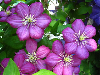 Image showing beautiful lilac flowers of clematis