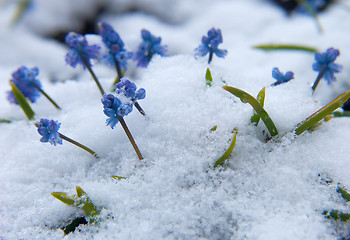 Image showing Muscari  under the snow