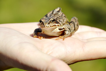Image showing A frog in the hand
