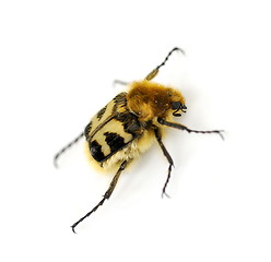 Image showing Bee beetle
