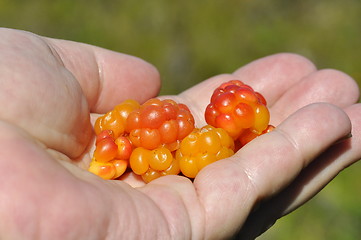 Image showing Hand with cloudberries