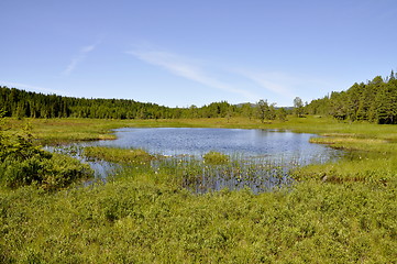 Image showing Marshland with pond