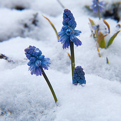 Image showing Muscari  under the snow